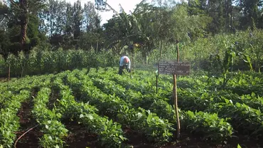 In the distance across a large field of plants, a farmer tends to his crop.