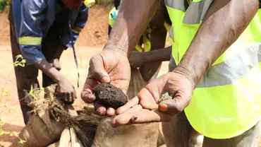 Miners showing minerals.