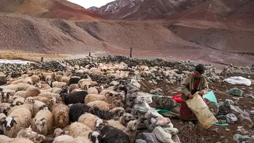 A nomadic herder is surrounded by goats in a bleak but beautiful landscape, with mountains in the background.