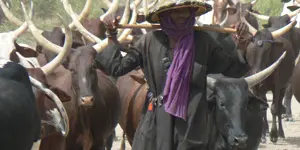WoDaaBe pastoralist with his cattle.