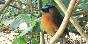 Native bird perched on a branch, Costa Rica. 