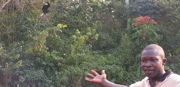 A man points to a wild chimpanzee up a tree