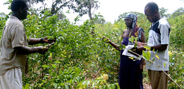A herbalist shares information on medicinal and food plants growing in Kaya Kinondo Sacred Coastal Forest in Kenya
