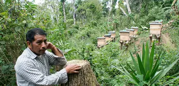 A beekeeper in Guatemala finds an alternative source of income. Photo: Todd Post/Bread for the World Institute