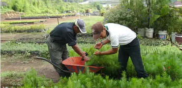 Reforestation program in Guatemala (Photo: Enrique Varahona)