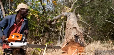 A tree crashes to the ground in a forest after being felled by a man with a chainsaw