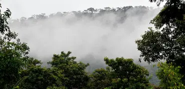 Lush forests in Ghana – one of the focus countries where REDD+ is relatively new. (Photo: Neil Palmer/CIAT)