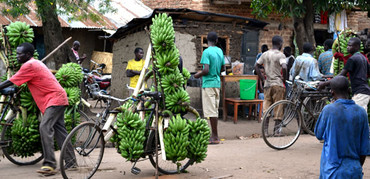 Matoke sellers in Uganda. Photo: Bill Vorley