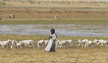 Sheep grazing dry season pastures in Mopti, Mali (Photo: Near East Foundation)
