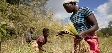 Women harvest their rice crop in Meceburi forest reserve, near Nampula, Mozambique (Photo: Mike Goldwater)