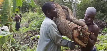 Mecati Forest, Mozambique: a group of charcoal producers clear trees and prepare to make charcoal. Each year more than eight million bags of charcoal are produced by Mozambique's informal sector (Photo: Mike Goldwater/IIED)