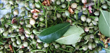 Seeds collected from a farm in Chiapas, Mexico, for replanting and use in traditional medicine. (Photo: Ina Porras)