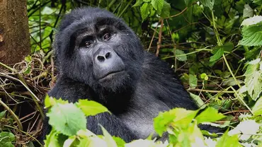 A mountain gorilla