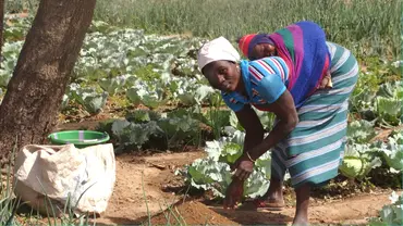 A woman using homemade compost in her garden in eastern Burkina Faso