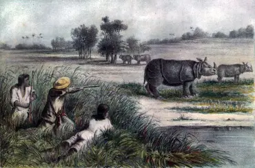 Illustration showing a Java rhino