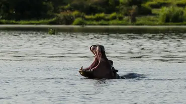 A hippo in Murchison Falls National Park in Uganda. IIED is helping the Uganda Wildlife Authority to address wildlife crime through community engagement (Photo: Mirko Eggert, Creative Commons, via Flickr)