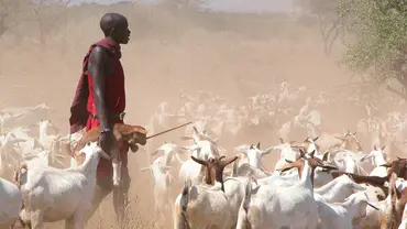 A man herds goats amid the dust