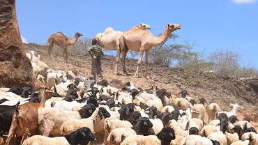 A herder with his livestock in Isiolo County, Kenya (Photo: Dorine Odongo/ILRI, Creative Commons via Flickr)