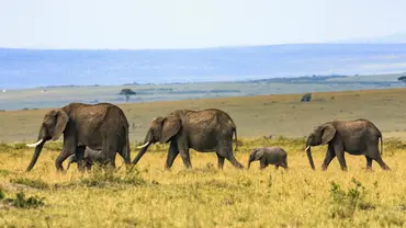 Elephants roam the plain in Kenya