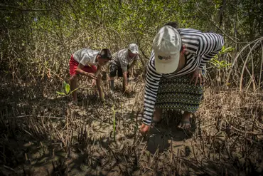 Restoring mangroves (Photo: Orsibal Ramírez/IUCN)