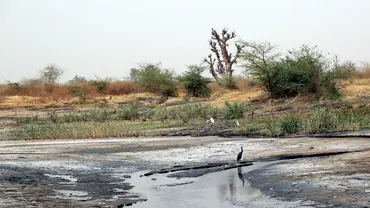 The Saloum Delta Biosphere Reserve in Senegal (Photo: El Hadji Ballé Seye/UICN-Sénégal)