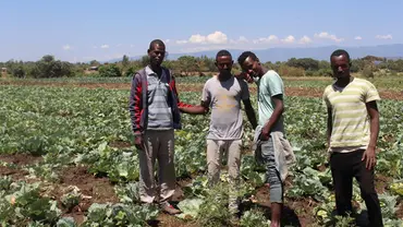 Four young Ethiopian men standing in a field of cabbages