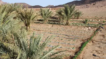 A desert scene with plants growing in rows.