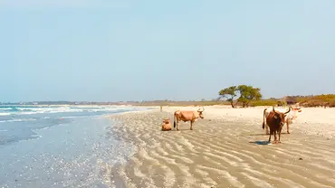 A beach with cows