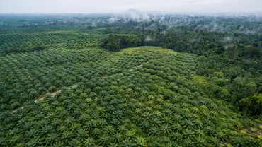 aerial view of an oil palm plantation