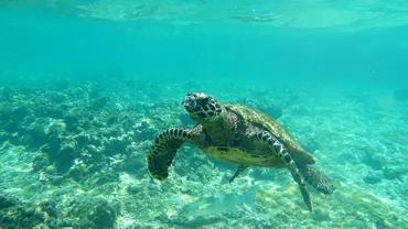 A sea turtle