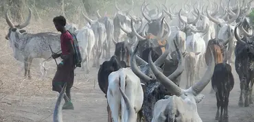 A man is surrounded by cattle on a dusty trail.