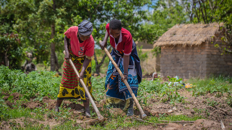 Two women farmers use hoes to tend to their crops, with a hut in the background.