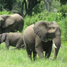 A herd of elephants / Biodiversity is more than an elephant, a herd of elephants (like these in South Africa), or the entire world population of elephants. It is the diversity of life and the ecological interactions between diverse lifeforms that matters most (Photo: Sean Habig, Creative Commons, via Flickr)