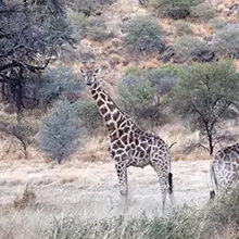 Giraffes roaming / Giraffes roaming in Midgaard, Namibia. (Photo: Rosalind Goodrich/IIED)