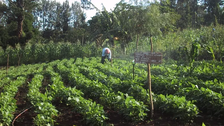 In the distance across a large field of plants, a farmer tends to his crop.
