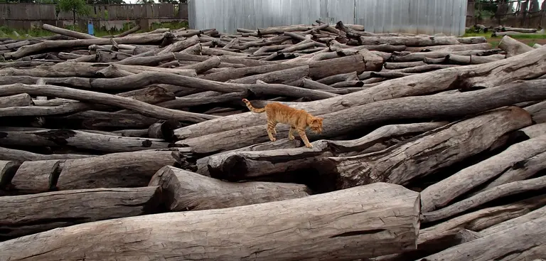 A cat climbs on hundreds of large logs.