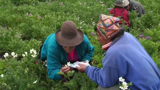 Two women in traditional dress harvesting plants with other women in the background.