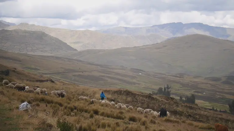A shepherd and a herd of sheep in a mountain
