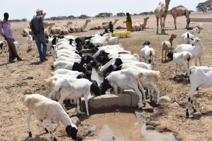 Herd of goats drink from a trough
