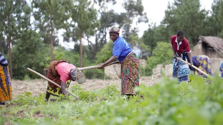Women holding hoes at ground level in a field