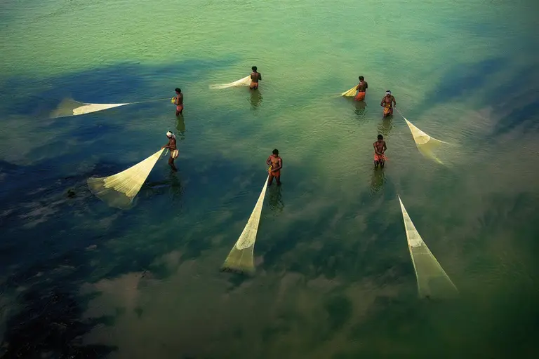 An overhead view of a group of fisherman standing in shallow water holding and pulling their fanned-out nets to catch fish