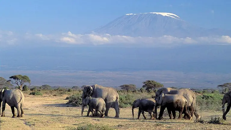 Elephants with a mountain in the distant background