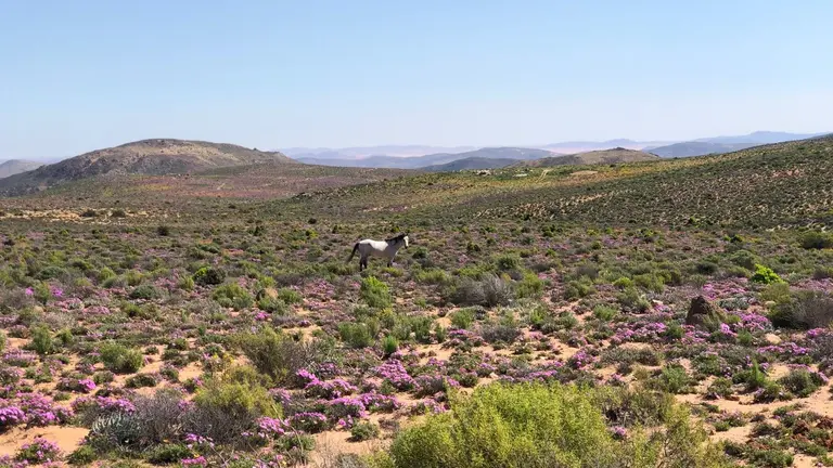 Landscape with lowe bushes, flowers and a hrose with hills in the background