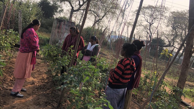 Five women look at a tomato plant in a vegtable plot