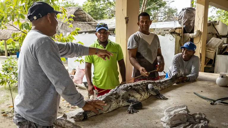 Four man stand aroun a table with a caiman on it. Two men hold its head and tail and another one hold a measure tape over the animal