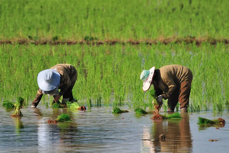 Two people in a rice field