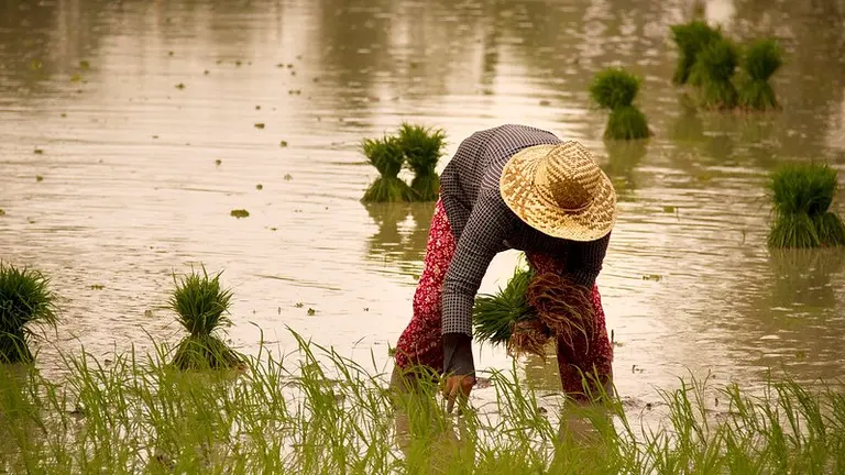Person bending over to pick up crops in a rice field