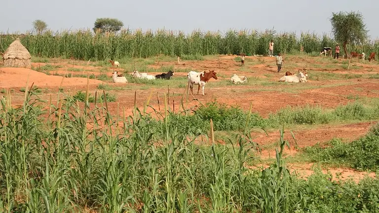 Crops and cattle