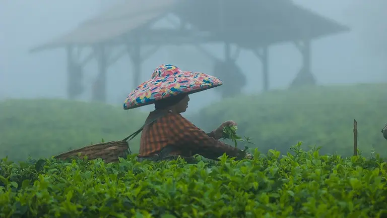 Woman picks leaves in a tea plantation