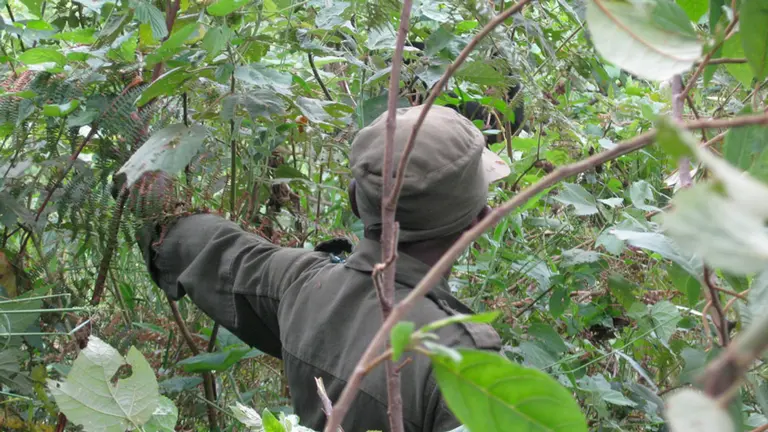 Back view of a man walking through dense forest